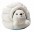 Little Harp Seal in an Igloo