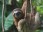 Three Toed Sloth Puzzle