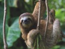 Three Toed Sloth Puzzle