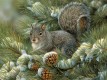 Gray Squirrel Large Piece Puzzle