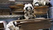 Folkmanis Raccoon Puppet