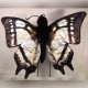 Sunny Swallowtail Butterfly Puppet