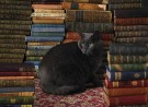 Library Cat Puzzle