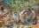 Raccoon Family - Family Puzzle