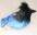 Audubon Birds Steller's Jay