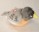 Audubon Birds American Robin