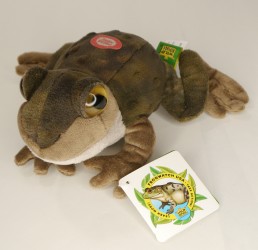 FrogWatch Eastern Spadefoot Toad