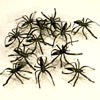 Spiders01.jpg